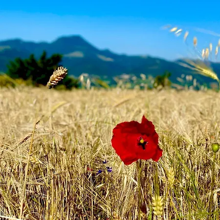 A Casa Lägenhet Cingoli